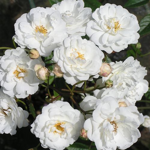 Diszkrét illatú rózsa - Rózsa - Katharina Zeimet® - Online rózsa vásárlás